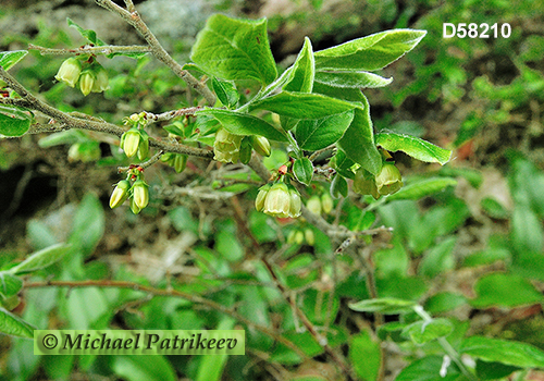 Velvet-leaved Blueberry (Vaccinium myrtilloides)